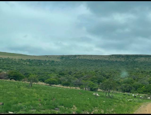 FARM FOR SALE IN GREYTOWN